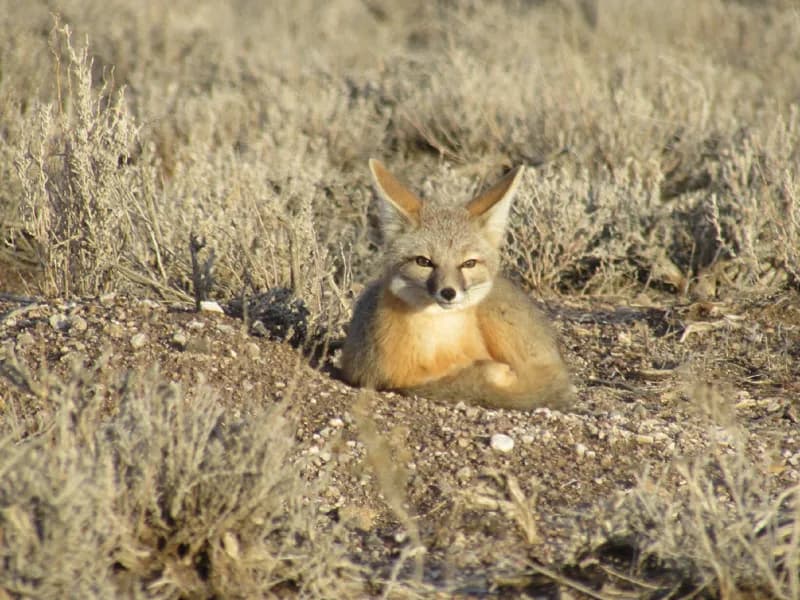 Photo of Vulpes macrotis