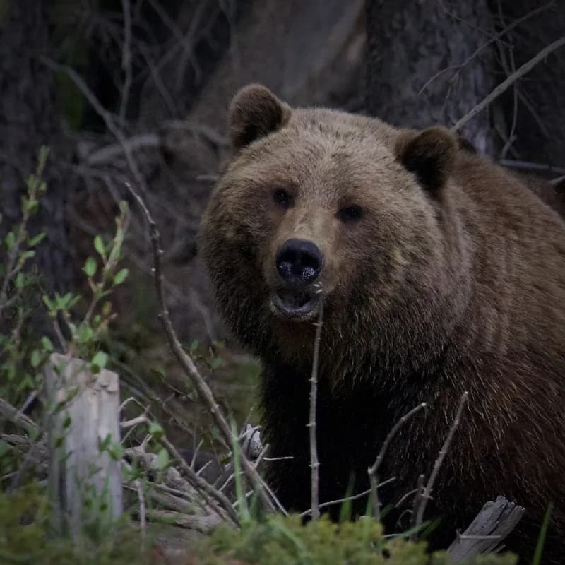 Photo of Ursus arctos