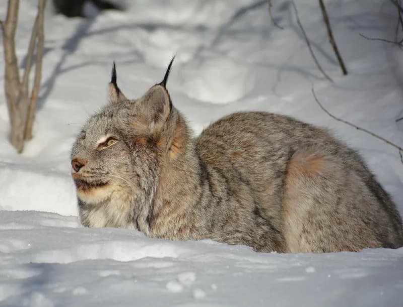 Photo of Lynx canadensis