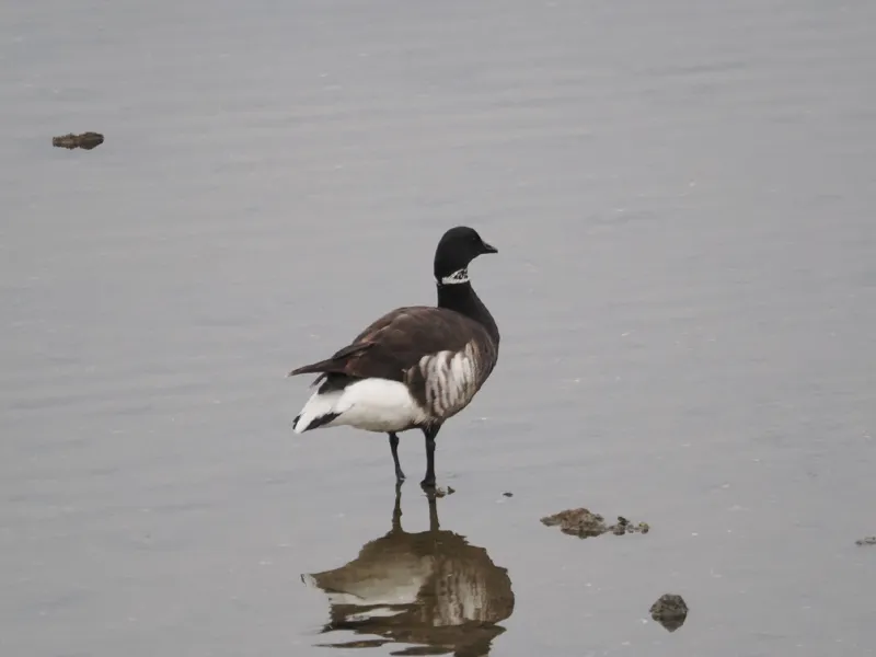 Photo of Branta bernicla