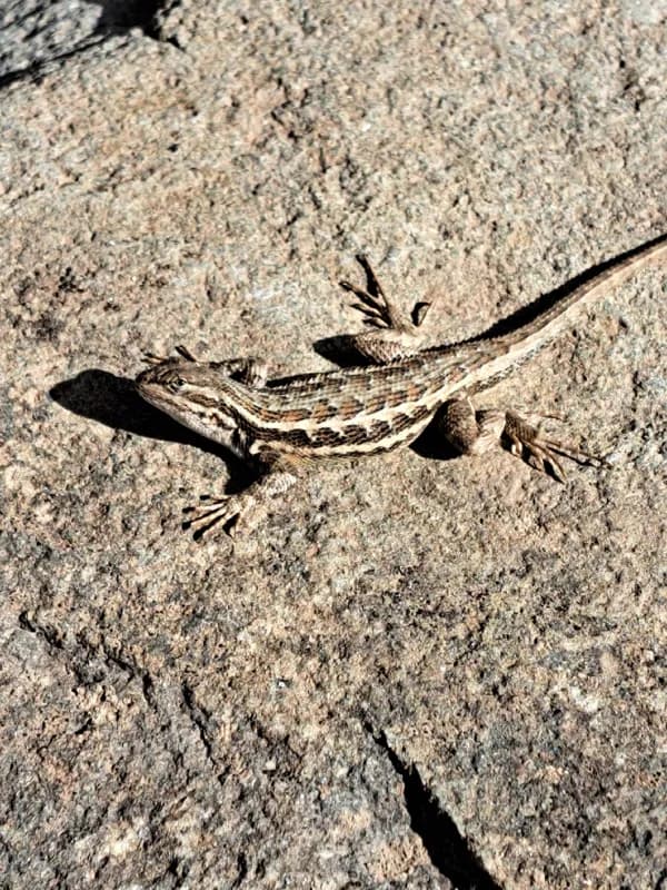 Photo of Sceloporus graciosus graciosus