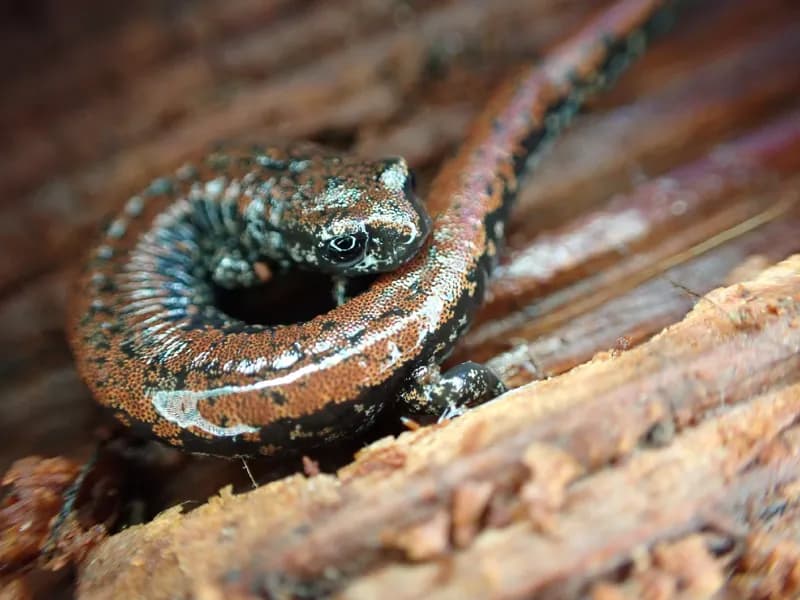 Photo of Batrachoseps wrighti