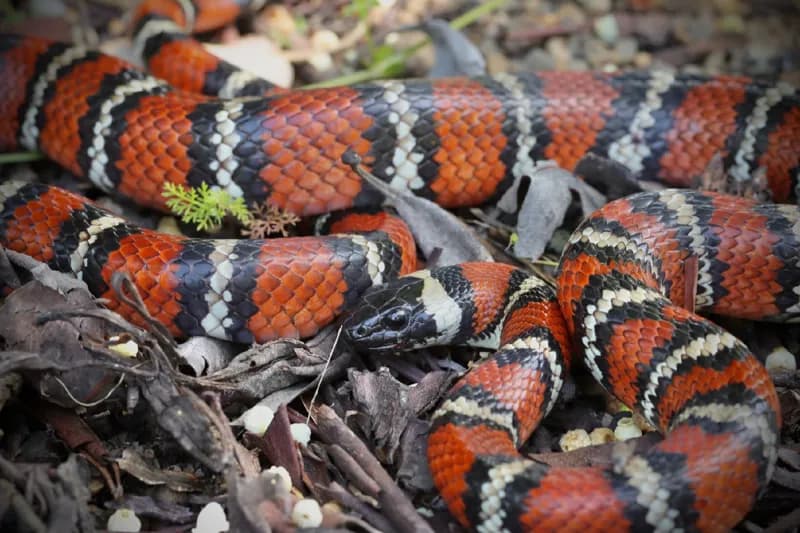 Photo of Lampropeltis zonata
