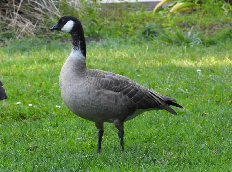 Photo of Branta hutchinsii leucopareia