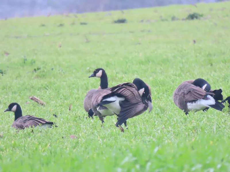 Photo of Branta canadensis occidentalis