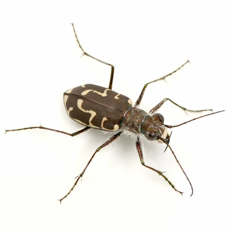 Photo of Cicindela hirticollis couleensis