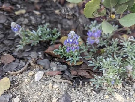 Photo of Lupinus breweri var. breweri