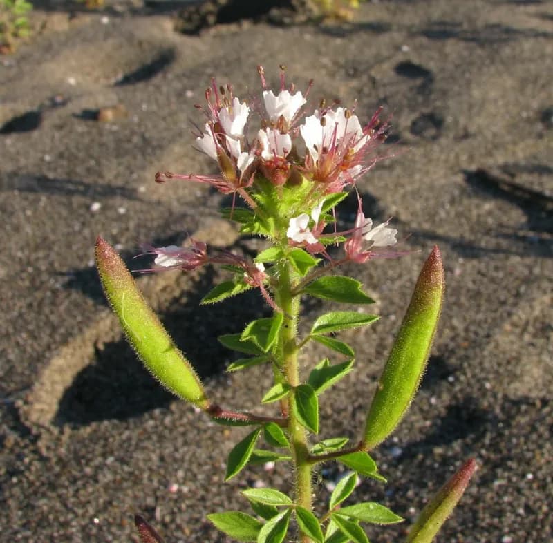 Photo of Polanisia dodecandra ssp. trachysperma