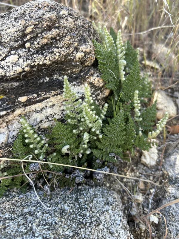 Photo of Myriopteris covillei