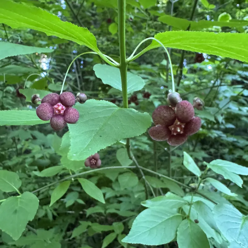 Photo of Euonymus occidentalis