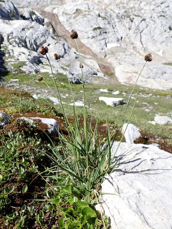 Photo of Carex pelocarpa