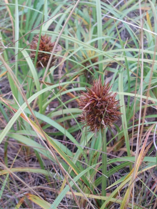 Photo of Carex macrocephala