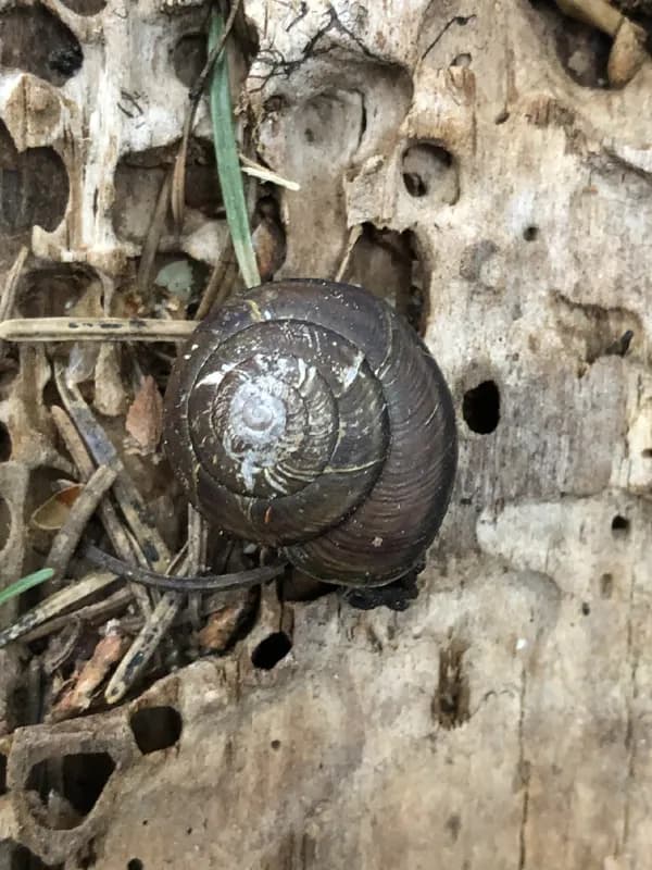 Photo of Monadenia chaceana