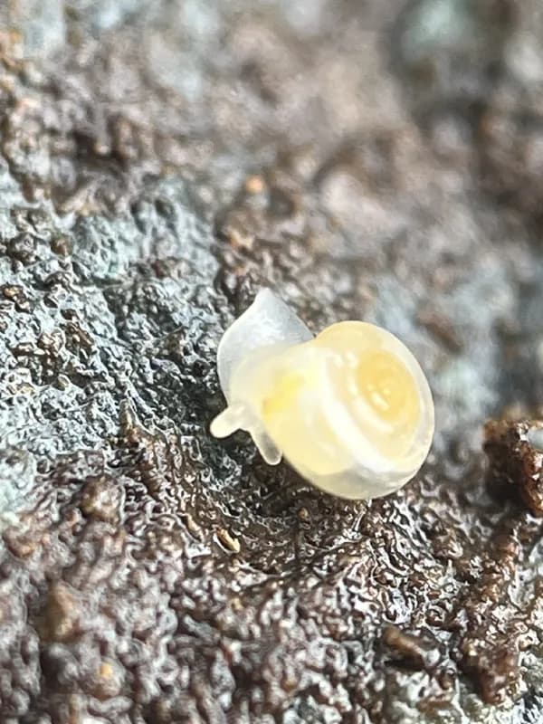 Photo of Pristiloma johnsoni
