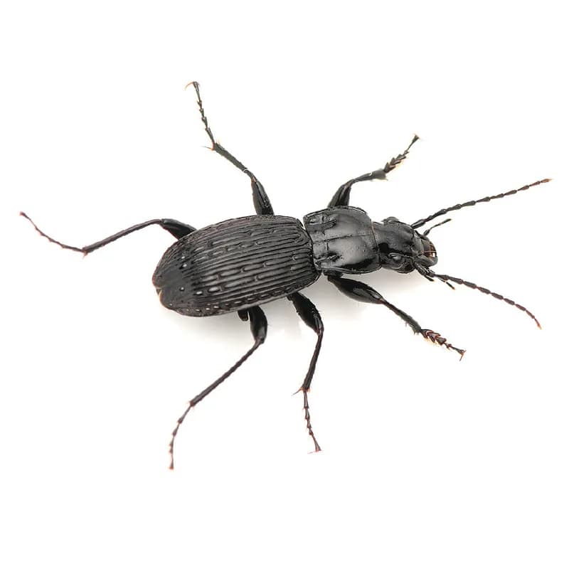 Photo of Pterostichus rothi