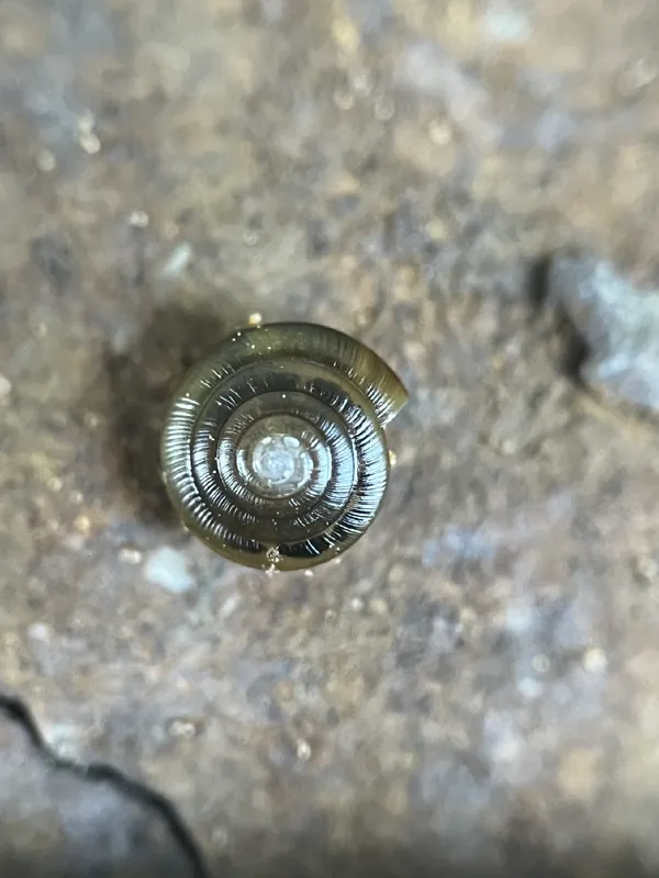 Photo of Pristiloma pilsbryi