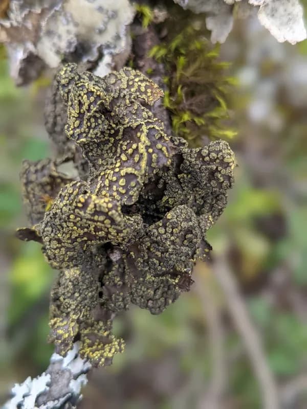 Photo of Pseudocyphellaria hawaiiensis