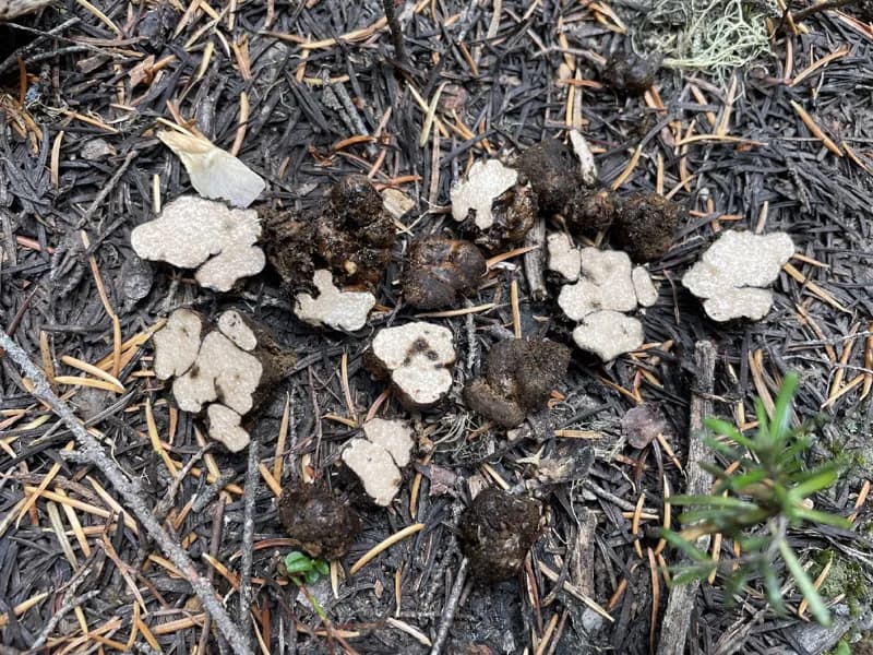 Photo of Rhizopogon alexsmithii
