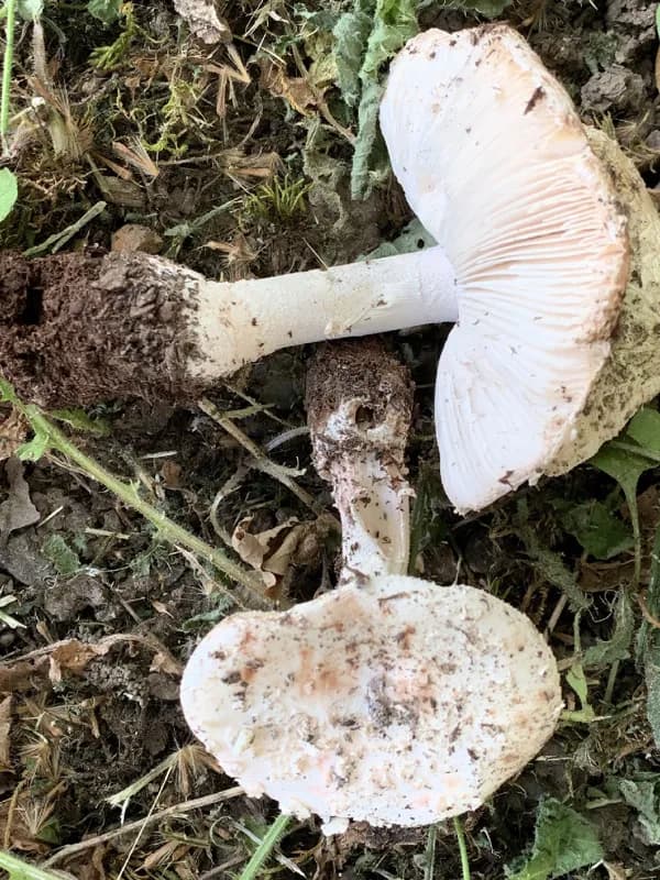 Photo of Amanita novinupta