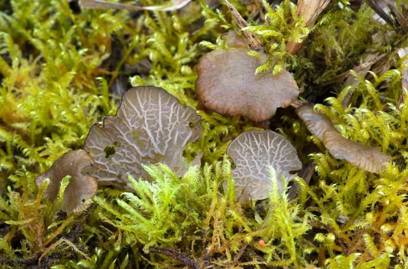 Photo of Arrhenia lobata