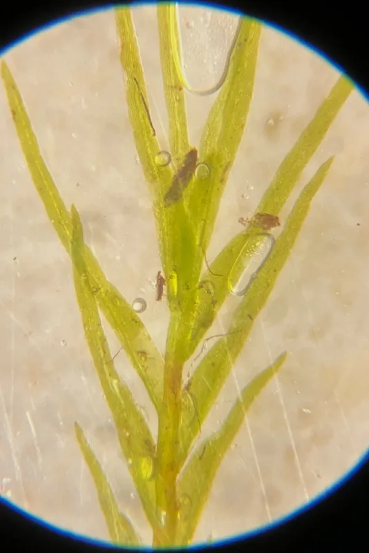 Photo of Fissidens fontanus