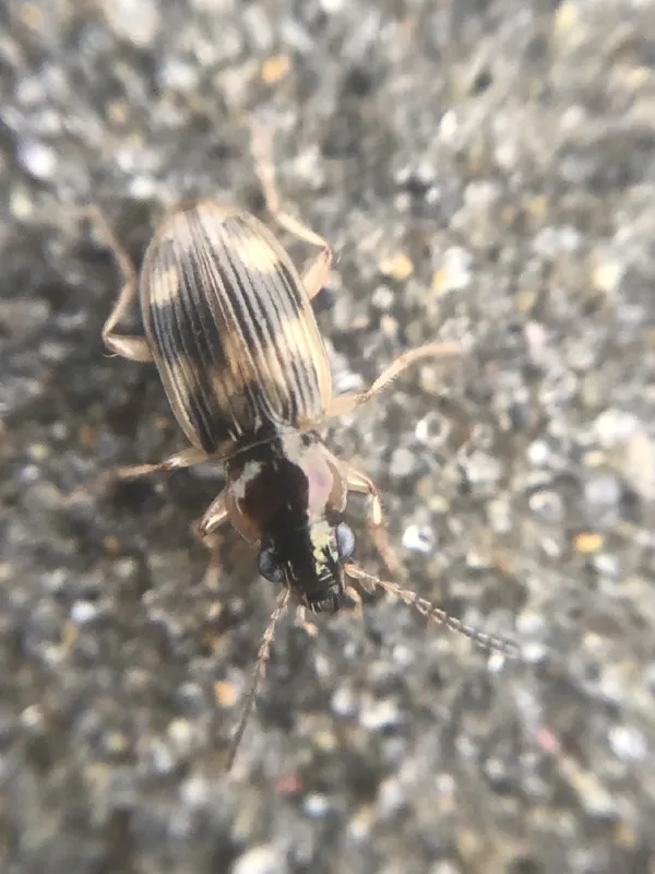 Photo of Bembidion tigrinum