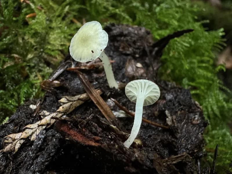 Photo of Chrysomphalina grossula