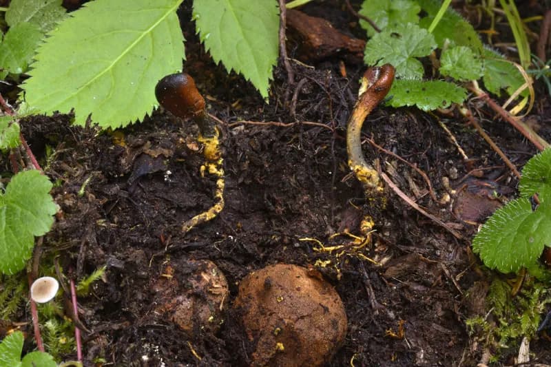 Photo of Tolypocladium ophioglossoides