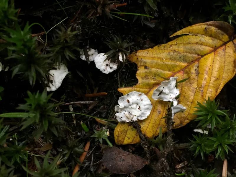 Photo of Muscinupta laevis