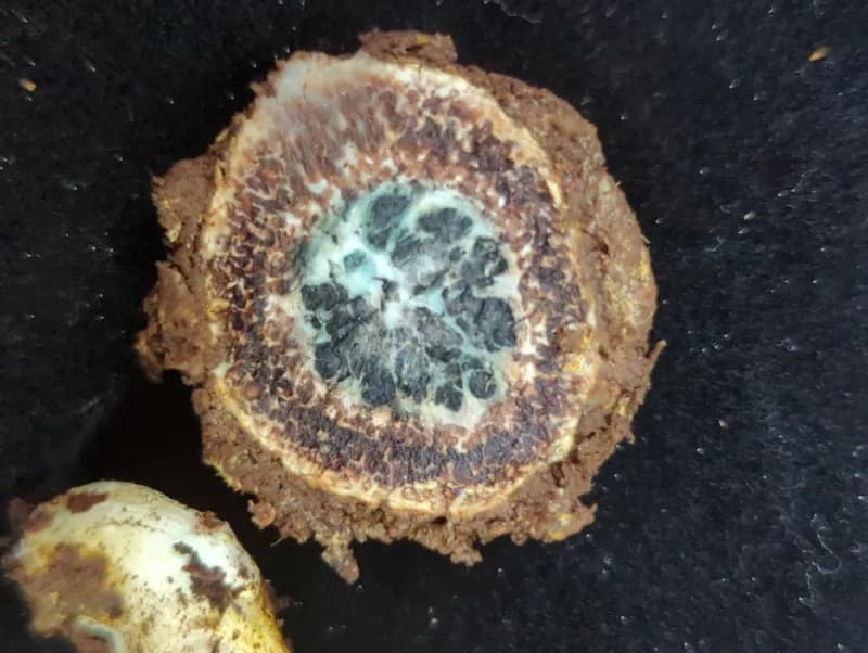 Photo of Elaphomyces muricatus