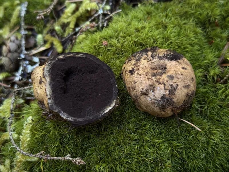 Photo of Elaphomyces subviscidus