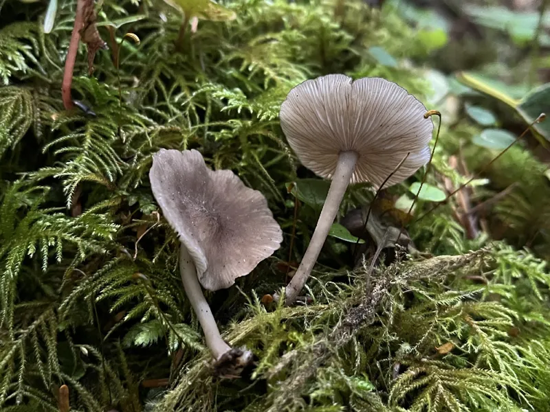 Photo of Hydropus marginellus