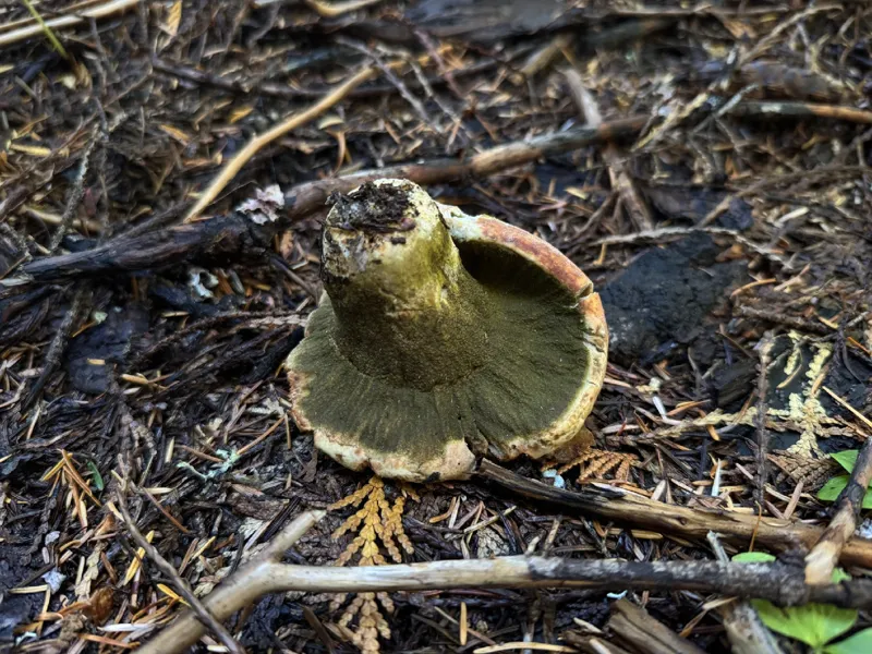 Photo of Hypomyces luteovirens