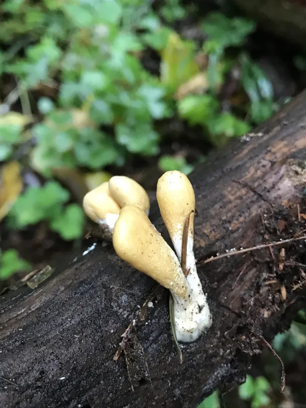 Photo of Trichoderma alutaceum
