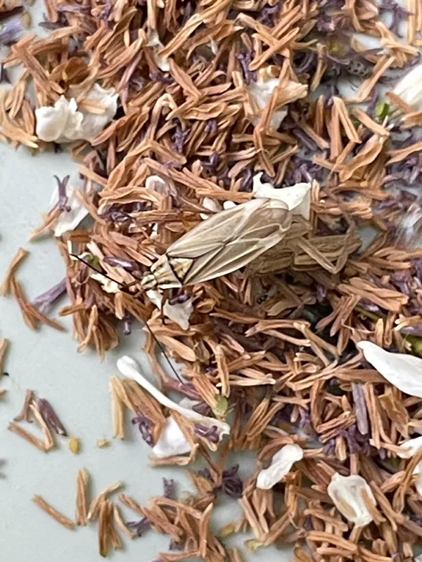 Photo of Acetropis americana