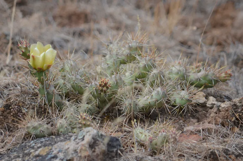 Photo of Opuntia fragilis