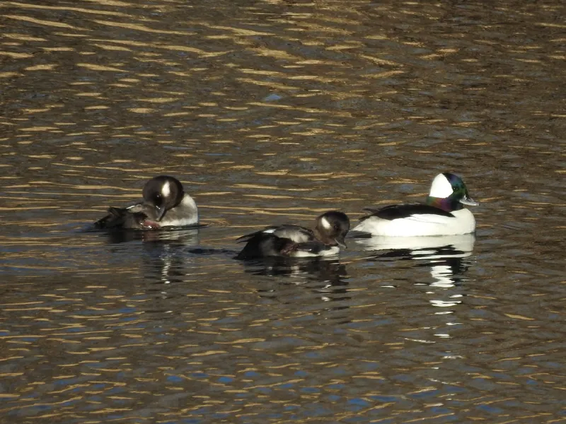 Photo of Bucephala albeola