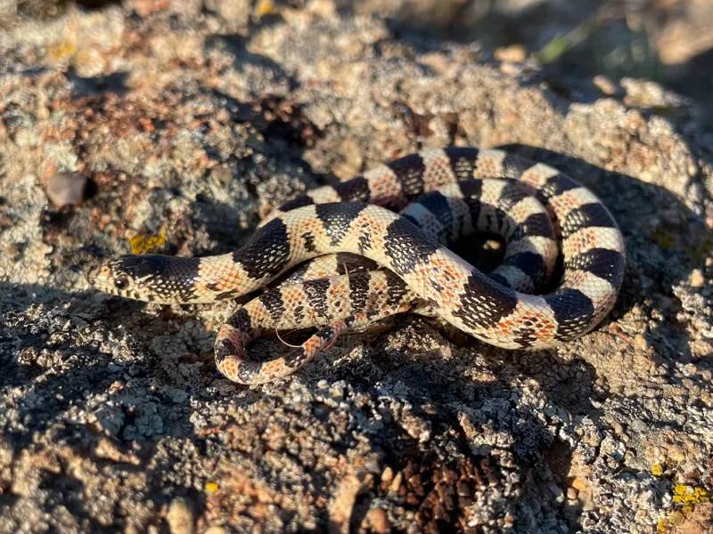 Photo of Rhinocheilus lecontei