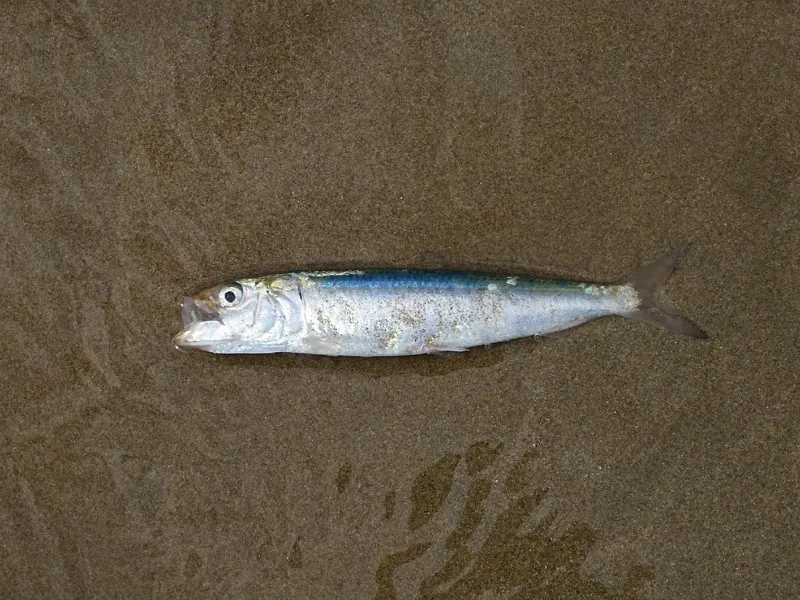 Photo of Sardinops sagax