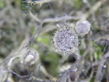 Photo of Anaptychia crinalis