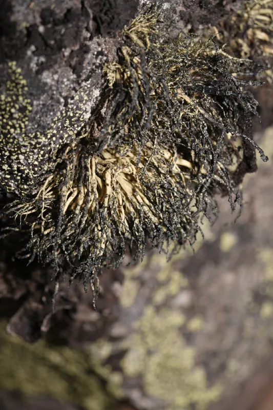 Photo of Usnea lambii