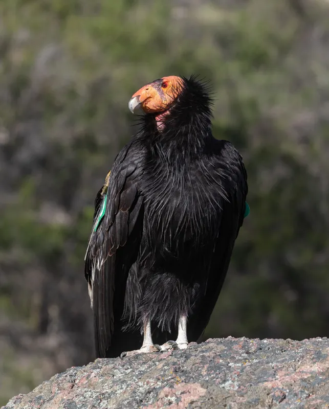 Photo of Gymnogyps californianus