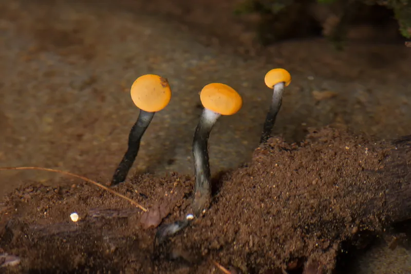 Photo of Vibrissea truncorum