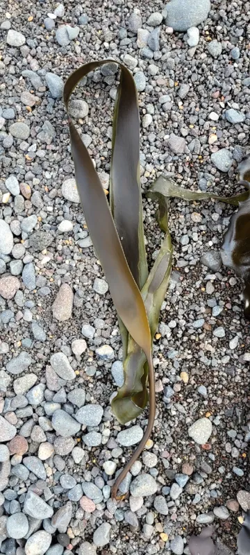 Photo of Laminaria longipes