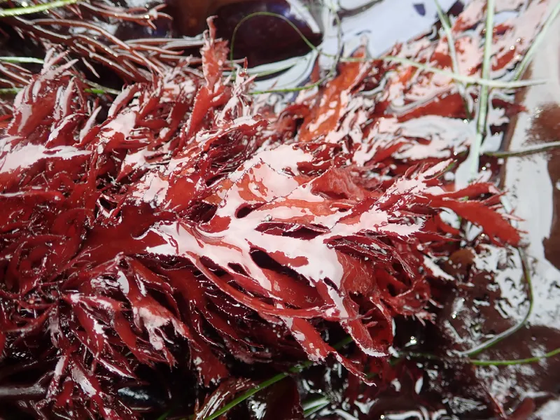 Photo of Farlowia compressa