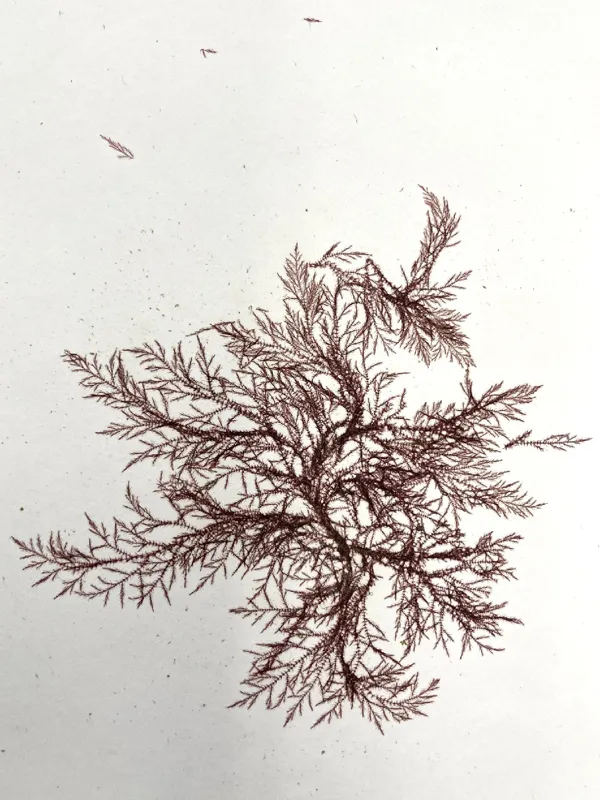 Photo of Hollenbergia subulata