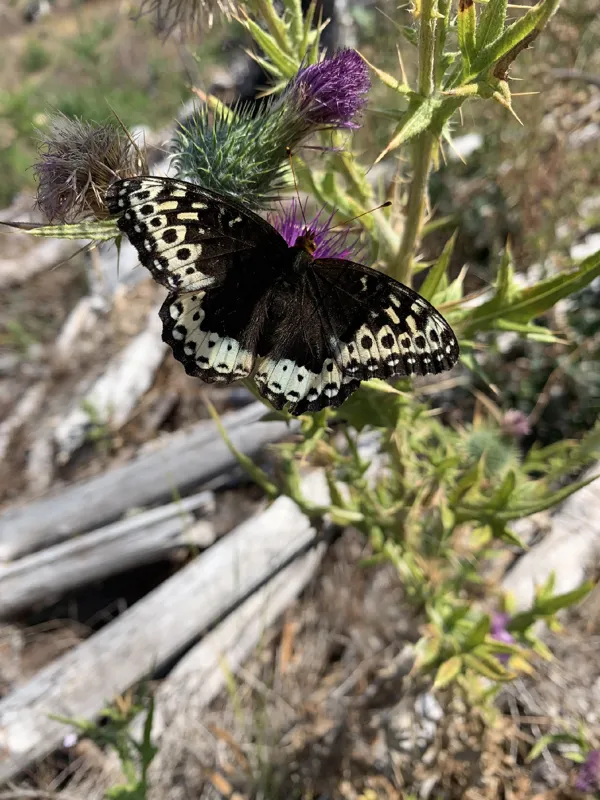 Photo of Argynnis leto pugetensis