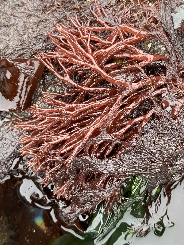 Photo of Scinaia confusa