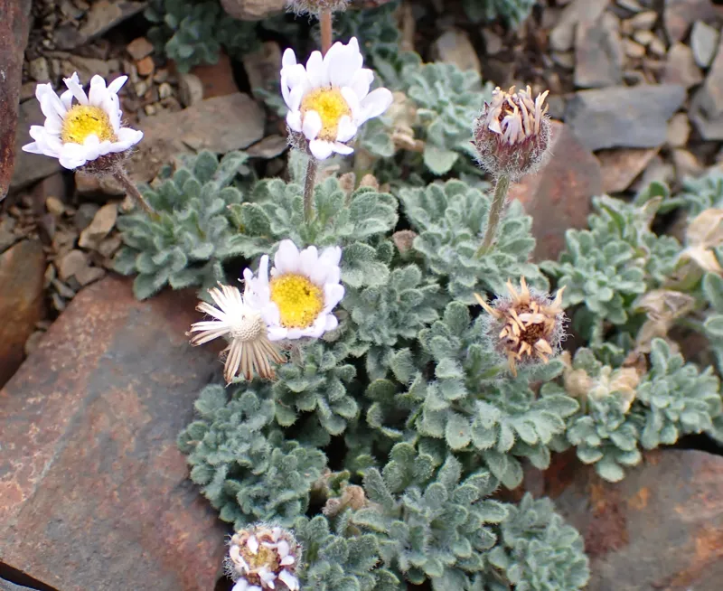 Photo of Erigeron vagus