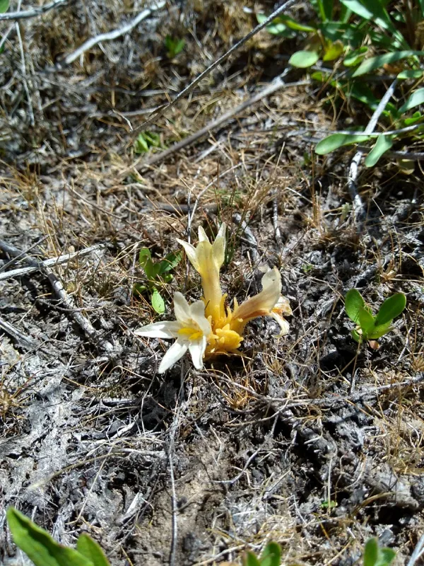 Photo of Aphyllon californicum ssp. grayanum